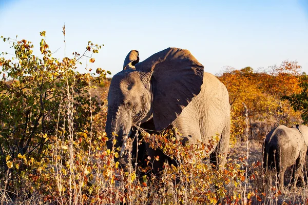 Африканський Слон Національному Парку Крюгер Один Найбільших Заповідників Південній Африці — стокове фото