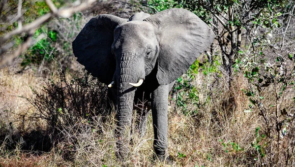 Afrikaanse Olifant Het Kruger National Park Een Van Grootste Wildreservaten — Stockfoto