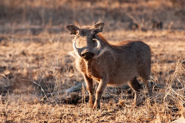 Gros Plan Jeune Chèvre Noir Américain Debout Dans Champ — Photo