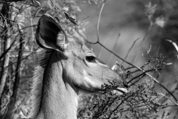 Impala Antelopes Kruger Nemzeti Parkban Dél Afrika — Stock Fotó