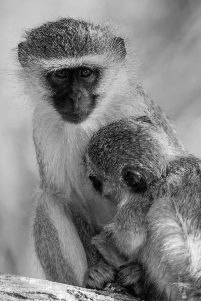 Vervet Monkeys Chlorocebus Pygerythrus Kruger National Park África Sul — Fotografia de Stock