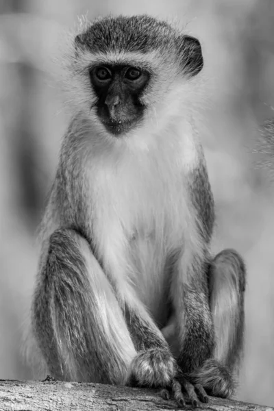 Vervet Monkeys Chlorocebus Pygerythrus Kruger National Park África Sul — Fotografia de Stock