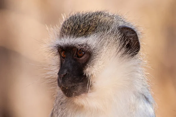 남아프리카 공화국 크루거 공원에 사바나 원숭이 Chlorocebus Pygerythrus — 스톡 사진