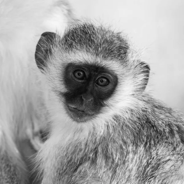 Vervet Monkeys Chlorocebus Pygerythrus Kruger National Park África Sul — Fotografia de Stock
