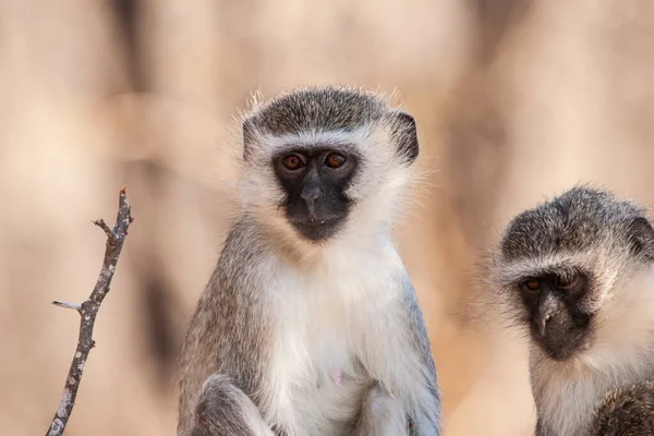 Monos Vervet Chlorocebus Pygerythrus Parque Nacional Kruger Sudáfrica —  Fotos de Stock