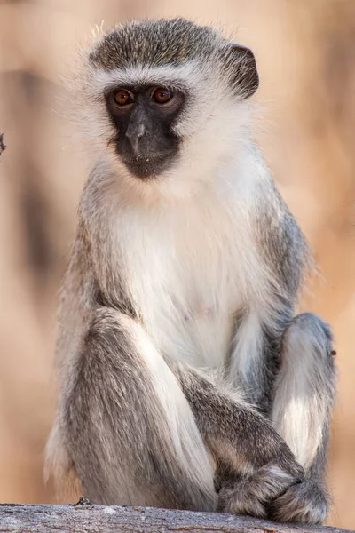남아프리카 공화국 크루거 공원에 사바나 원숭이 Chlorocebus Pygerythrus — 스톡 사진