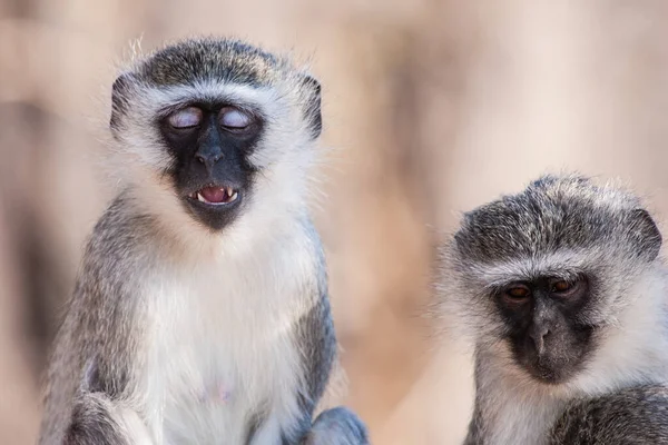 Singes Vervet Chlorocebus Pygerythrus Dans Parc National Kruger Afrique Sud — Photo