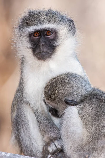 Scimmie Vervet Chlorocebus Pygerythrus Nel Kruger National Park Sud Africa — Foto Stock