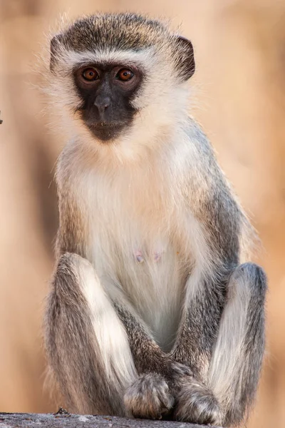 Vervet Monkeys Chlorocebus Pygerythrus Kruger National Park South Africa — Stock Photo, Image