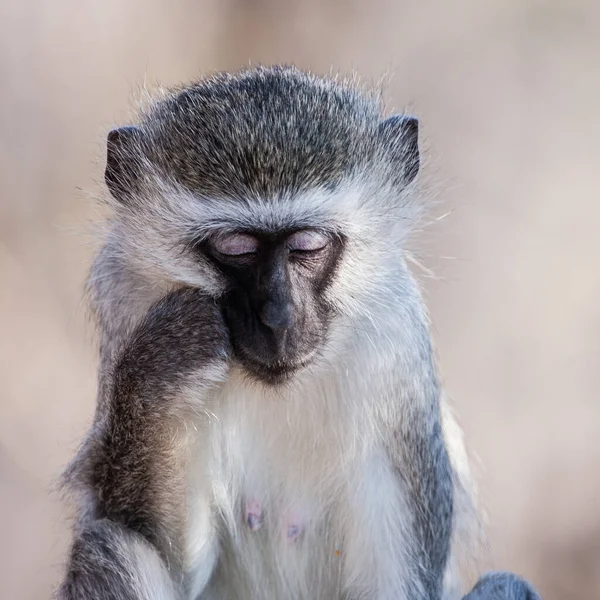 Scimmie Vervet Chlorocebus Pygerythrus Nel Kruger National Park Sud Africa — Foto Stock