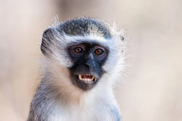 Monyet Vervet Chlorocebus Pygerythrus Taman Nasional Kruger Afrika Selatan — Stok Foto