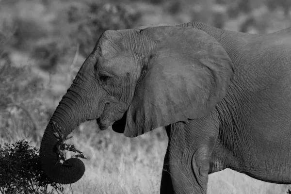 Afrikai Elefánt Kruger Nemzeti Parkban Dél Afrika Egyik Legnagyobb Vadrezervátuma — Stock Fotó