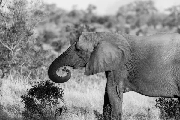 Afrikai Elefánt Kruger Nemzeti Parkban Dél Afrika Egyik Legnagyobb Vadrezervátuma — Stock Fotó