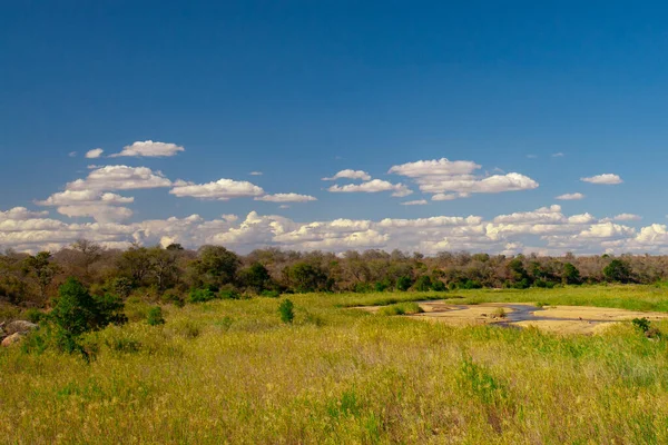 Güney Afrika Daki Kruger Ulusal Parkı Nda Afrika Manzarası — Stok fotoğraf