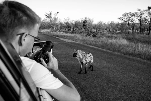 Niezidentyfikowany Turysta Fotografujący Hienę Parku Narodowym Kruger Republika Południowej Afryki — Zdjęcie stockowe