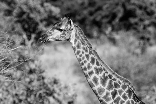 Zsiráf Kruger Nemzeti Parkban Dél Afrikában Világ Egyik Legnagyobb Vadvilágot — Stock Fotó