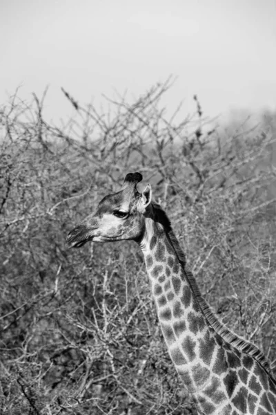 Zsiráf Kruger Nemzeti Parkban Dél Afrikában Világ Egyik Legnagyobb Vadvilágot — Stock Fotó