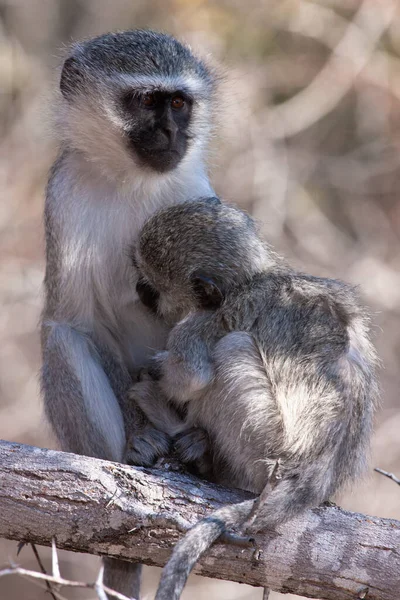 Singes Vervet Chlorocebus Pygerythrus Dans Parc National Kruger Afrique Sud — Photo