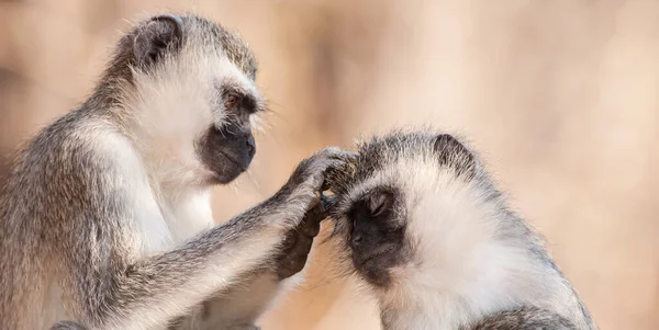 Singes Vervet Chlorocebus Pygerythrus Dans Parc National Kruger Afrique Sud — Photo