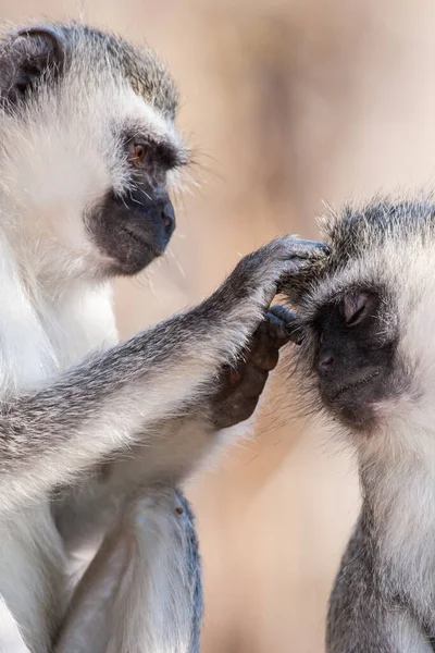 Singes Vervet Chlorocebus Pygerythrus Dans Parc National Kruger Afrique Sud — Photo