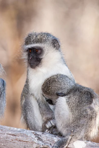 Singes Vervet Chlorocebus Pygerythrus Dans Parc National Kruger Afrique Sud — Photo