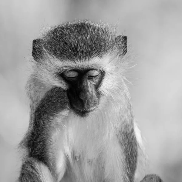 Monos Vervet Chlorocebus Pygerythrus Parque Nacional Kruger Sudáfrica — Foto de Stock