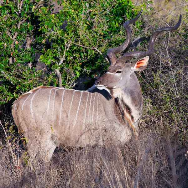 Een Close Shot Van Een Witstaart Hert Kruger National Park — Stockfoto