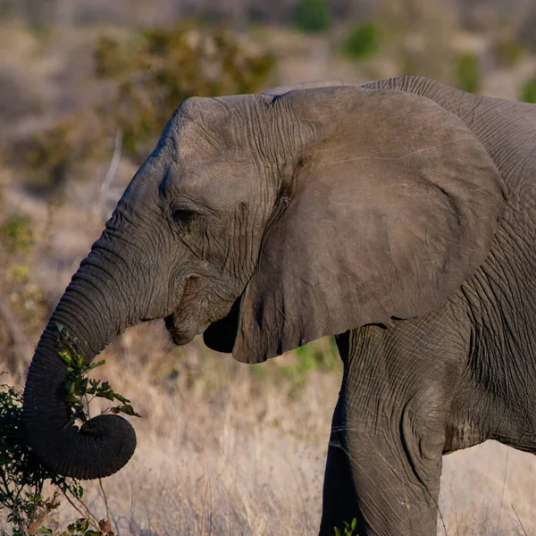 Słoń Afrykański Parku Narodowym Kruger Jeden Największych Rezerwatów Dziczyzny Rpa — Zdjęcie stockowe