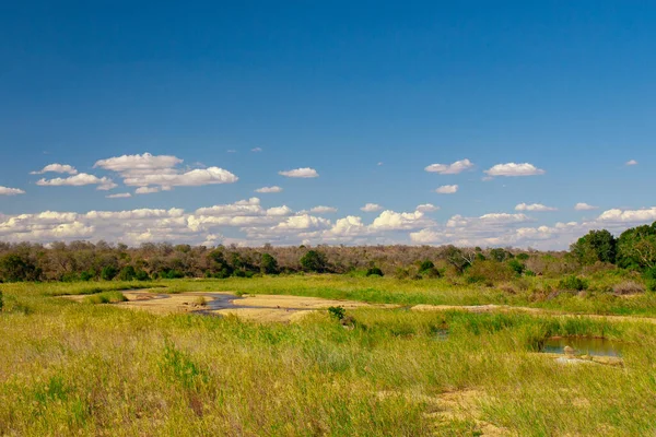 Paesaggio Africano Nel Parco Nazionale Kruger Sud Africa — Foto Stock