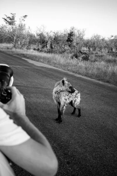 Hombre Haciendo Foto Spotted Hyena Parque Nacional Kruger Sudáfrica — Foto de Stock