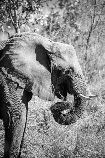 Elefante Africano Parque Nacional Kruger Una Las Mayores Reservas Caza — Foto de Stock