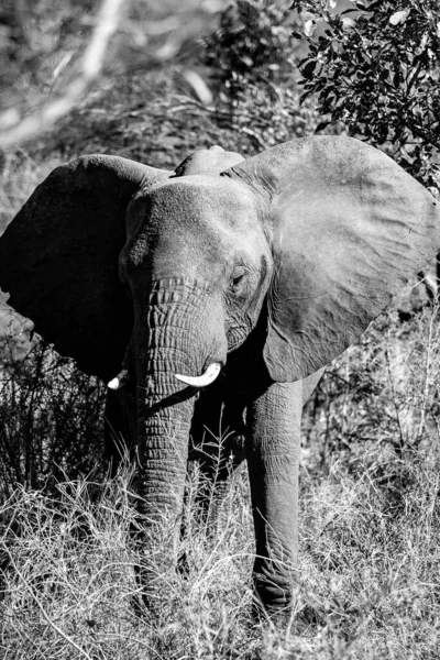 Afrikai Elefánt Kruger Nemzeti Parkban Dél Afrika Egyik Legnagyobb Vadrezervátuma — Stock Fotó