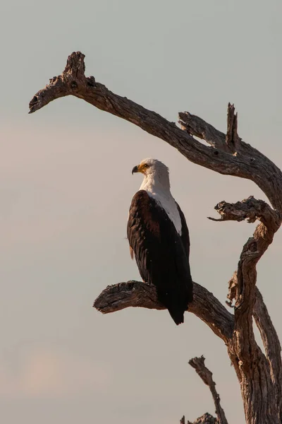 African Fish Eagle Sitting Dry Tree Branch Kruger National Park — Stock Photo, Image