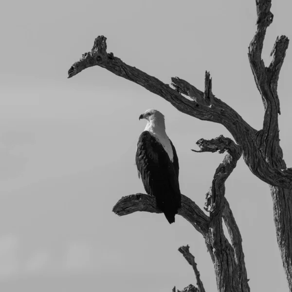 Águia Peixe Africana Sentada Galho Árvore Seca Parque Nacional Kruger — Fotografia de Stock