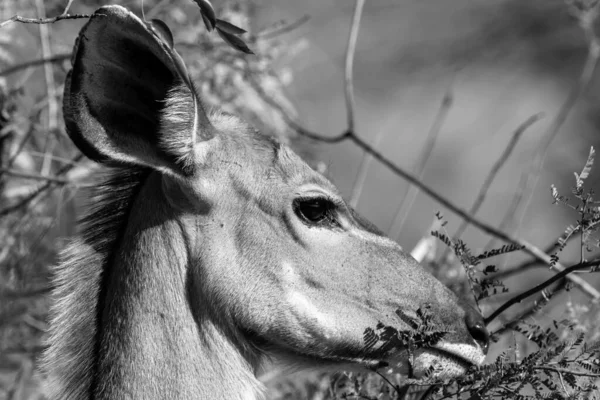 Güney Afrika Kruger Ulusal Parkı Nda Mpala Antilopları — Stok fotoğraf