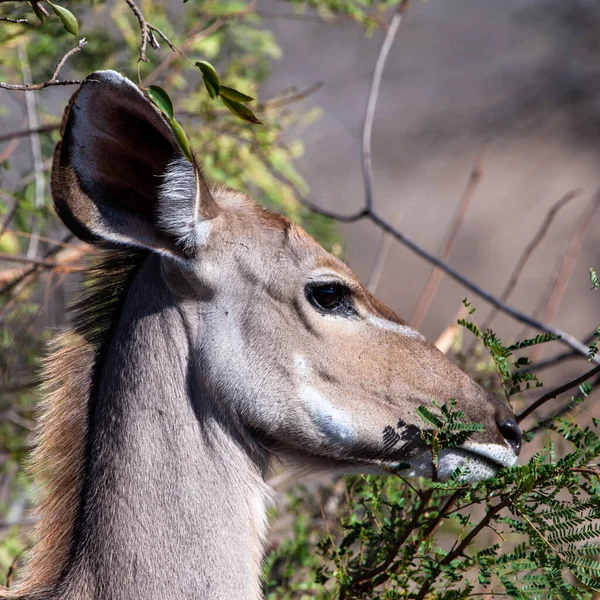 Antylopy Impala Parku Narodowym Kruger Republika Południowej Afryki — Zdjęcie stockowe