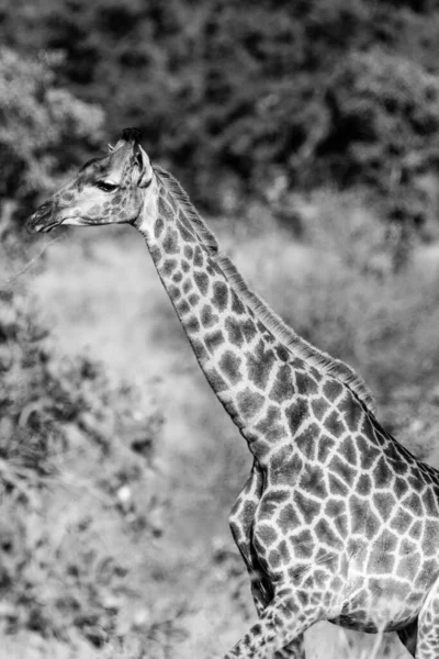 Jirafa Parque Nacional Kruger Sudáfrica Uno Los Destinos Observación Vida — Foto de Stock