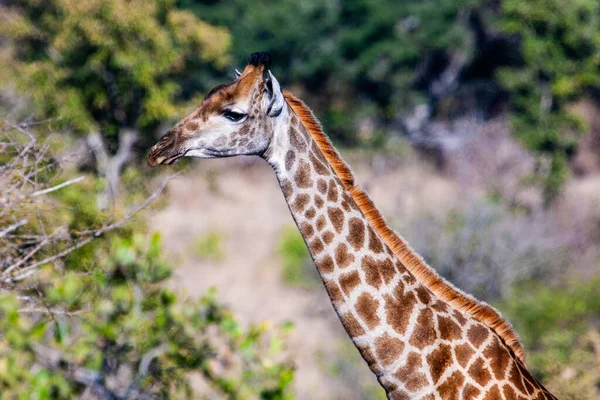 Жираф Национальном Парке Крюгера Южная Африка One World Greatest Wildlife — стоковое фото