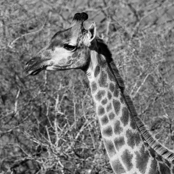 Jirafa Parque Nacional Kruger Sudáfrica Uno Los Destinos Observación Vida — Foto de Stock