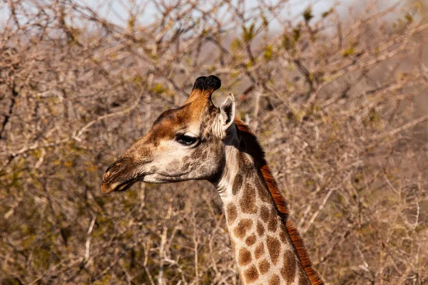 Giraffe Kruger National Park South Africa One World Greatest Wildlife — Stock Photo, Image