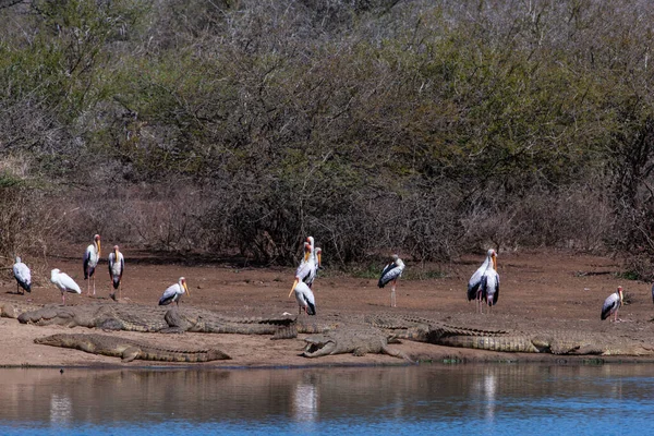 Nil Timsahları Sarı Gagalı Leylekler Kruger Ulusal Parkı Güney Afrika — Stok fotoğraf