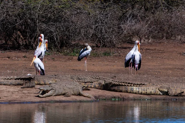 Nilkrokodiller Gule Storker Kruger Nasjonalpark Sør Afrika – stockfoto