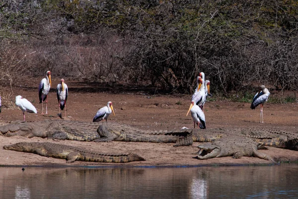 Niili Krokotiilit Keltainen Laskutetaan Haikarat Kruger National Park Etelä Afrikka — kuvapankkivalokuva