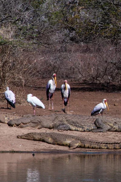 Crocodiles Nil Cigognes Bec Jaune Dans Parc National Kruger Afrique — Photo