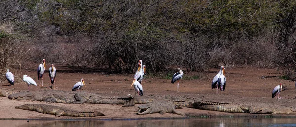 Niili Krokotiilit Keltainen Laskutetaan Haikarat Kruger National Park Etelä Afrikka — kuvapankkivalokuva