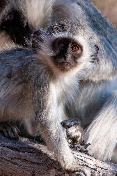 Vervet Monkeys Chlorocebus Pygerythrus Kruger National Park South Africa — Stock Photo, Image