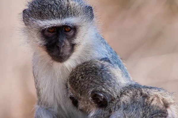 Singes Vervet Chlorocebus Pygerythrus Dans Parc National Kruger Afrique Sud — Photo