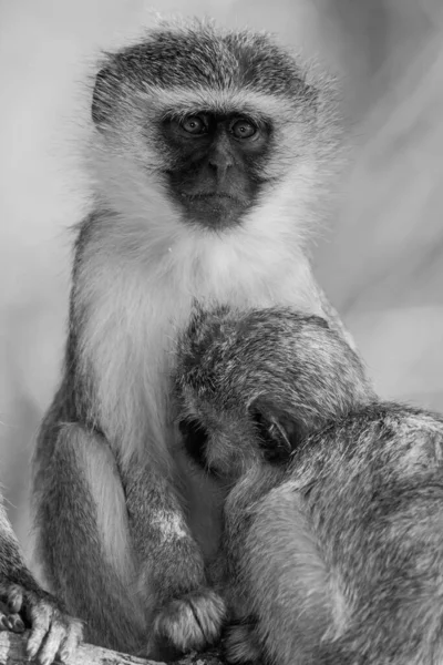 Vervet Monkeys Chlorocebus Pygerythrus Kruger National Park África Sul — Fotografia de Stock