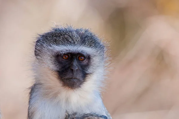 Monos Vervet Chlorocebus Pygerythrus Parque Nacional Kruger Sudáfrica — Foto de Stock