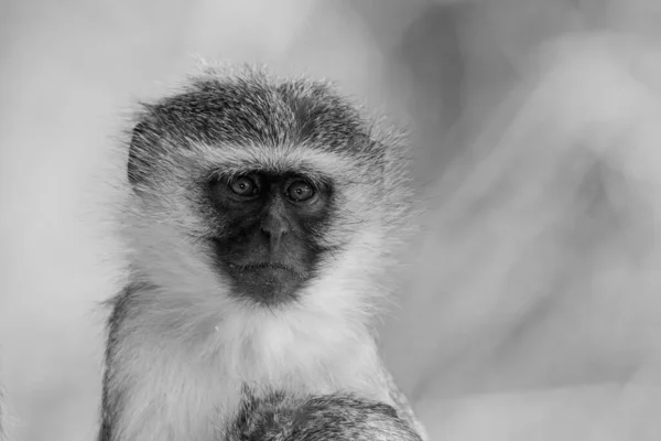 Vervet Monkeys Chlorocebus Pygerythrus Kruger National Park África Sul — Fotografia de Stock